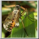 Rhagio vitripennis- Schnepfenfliege m09.jpg